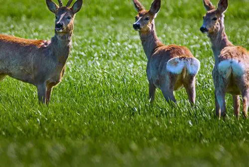 Das Bild zeigt drei Rehe auf einer weitläufigen grünen Wiese. Links steht ein Rehbock mit Geweih, während zwei weitere Rehe aufmerksam in die Umgebung blicken. Die Tiere befinden sich in ihrem natürlichen Lebensraum auf offenem Grünland.