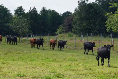 Mehrere Rinder laufen über eine grüne Weide entlang eines Zauns in natürlicher Freilandhaltung.