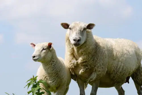 Schaf mit Lamm steht auf einer grünen Weide unter blauem Himmel in natürlicher Freilandhaltung.