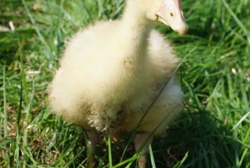 Kleines gelbes Gänseküken vom Hof Bimöhlen steht auf einer grünen Wiese in natürlicher Freilandhaltung.