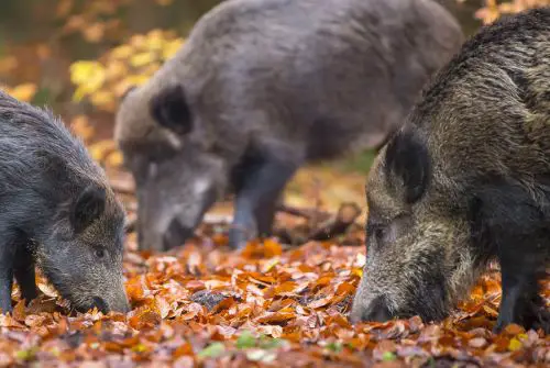 Das Foto zeigt drei Wildschweine in einem Waldgebiet. Die Tiere durchstöbern den mit Herbstlaub bedeckten Waldboden auf der Suche nach Nahrung. Im Hintergrund sind unscharfe Bäume und herbstliche Farben zu erkennen.