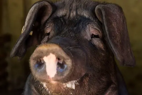 Nahaufnahme eines schwarzen Hängeohrschweins mit markanter rosa-weißer Schnauze in einem Stall.