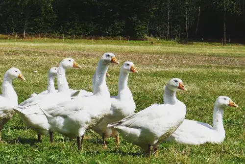 Mehrere weiße Gänse stehen gemeinsam auf einer grünen Wiese vor einem Waldrand auf einem Bauernhof Bimöhlen.