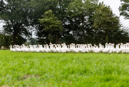 Große Herde weißer Gänse läuft über eine grüne Wiese vor Bäumen im ländlicher Schleswig-Holstein.