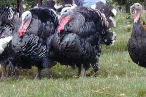 Das Foto zeigt mehrere dunkle Puten auf einer Grasfläche im Freien. Die Tiere bewegen sich gemeinsam über die Weide und befinden sich in einer natürlichen Umgebung mit Bäumen und Vegetation im Hintergrund.