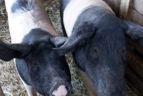 Zwei schwarz-weiße Schweine stehen in einem Stall mit Stroh vom reginalen Hof Bimöhlen und schauen neugierig über eine Holzbegrenzung.