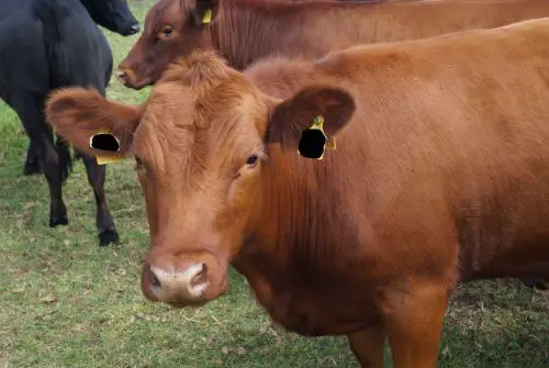 Braune Kuh mit Ohrmarken steht auf einer grünen Weide in natürlicher Rinderhaltung auf dem Bauernhof Bimöhlen.
