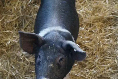 Schwarzes Ferkel mit weißem Nackenfleck steht auf Stroh in einem landwirtschaftlichen Stall des Hof Bimöhlen und blickt direkt in die Kamera.