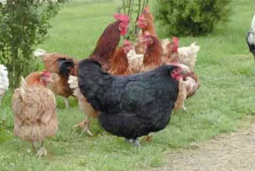 Das Bild zeigt mehrere Hühner unterschiedlicher Farben auf einer Grasfläche im Freien. Die Tiere bewegen sich frei auf der Weide und suchen nach Futter. Im Hintergrund sind weitere Hühner sowie die ländliche Umgebung des Bauernhofs zu erkennen.