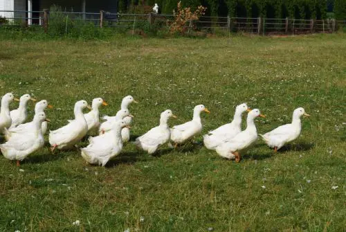 Mehrere weiße Enten laufen gemeinsam über eine grüne Wiese in Freilandhaltung auf einem Bauernhof.